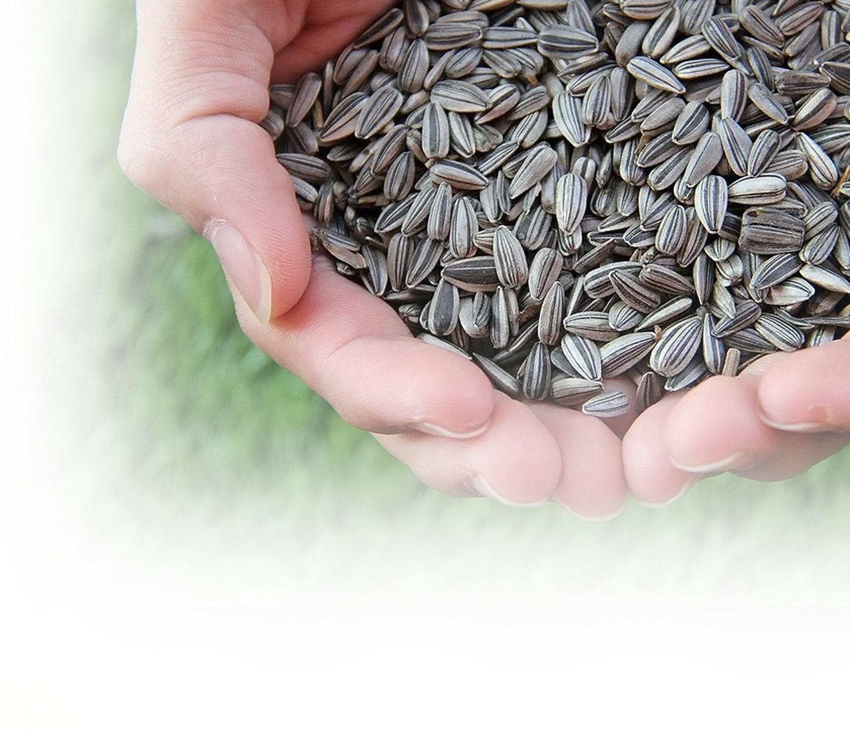 Sunflower Seeds