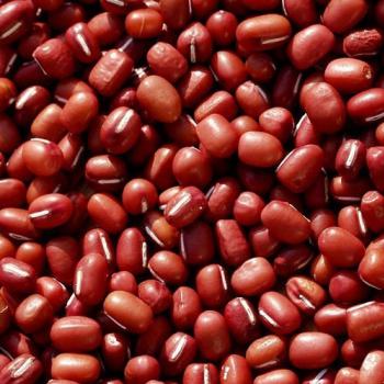Adzuki Bean