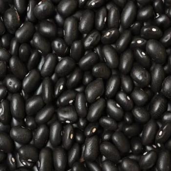Black Bean