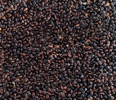 Black Millet