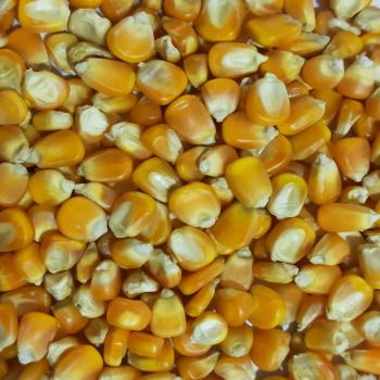 Corn