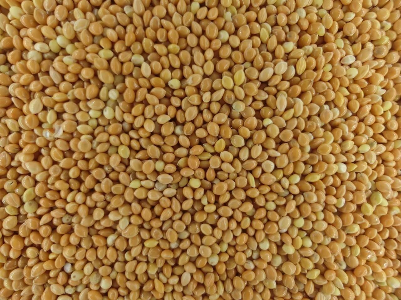 Creamy Millet