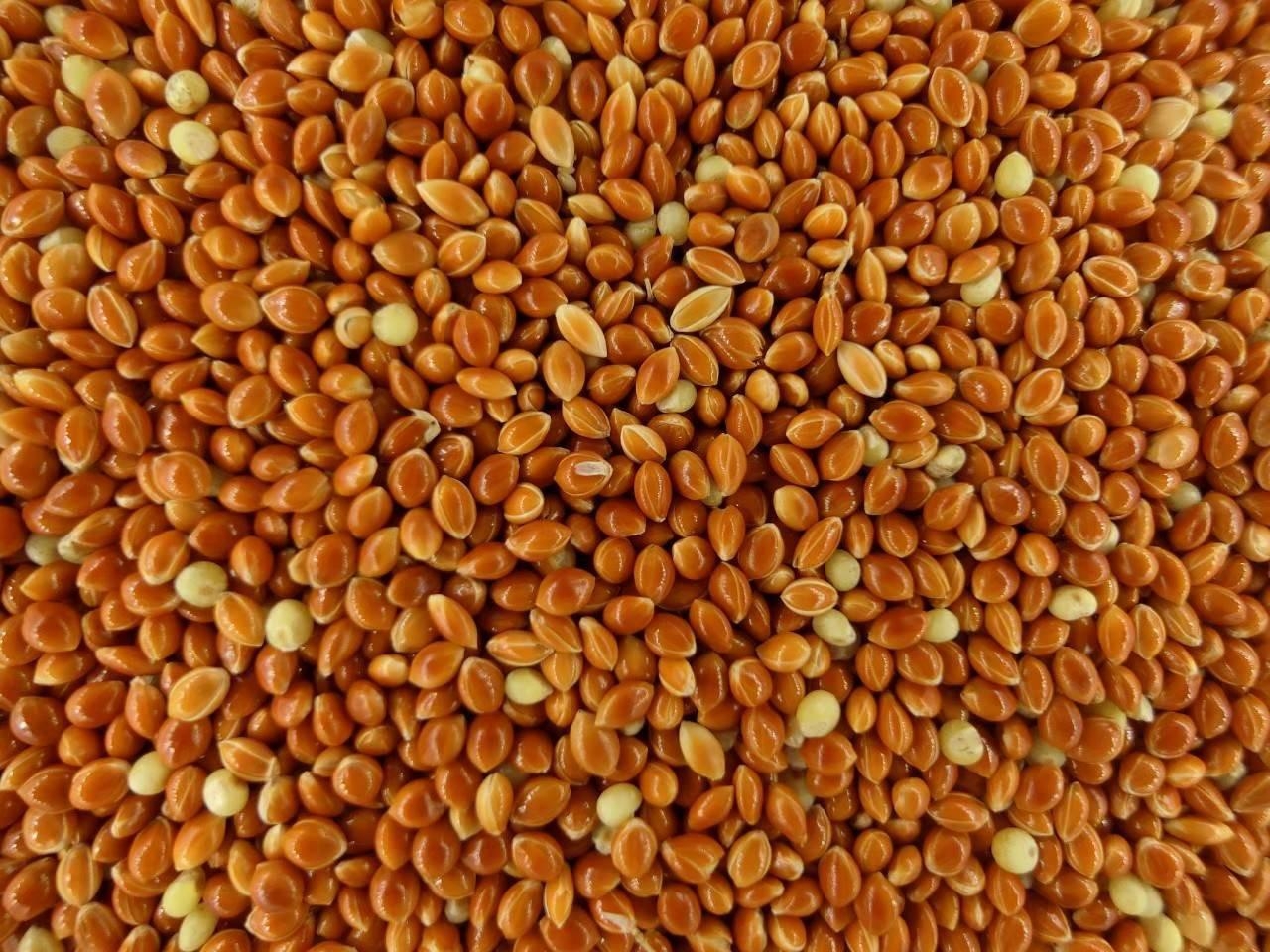 Red Millet