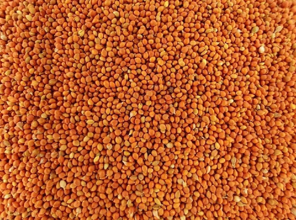 Red Millet in Husk