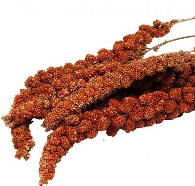 Red Millet Spray