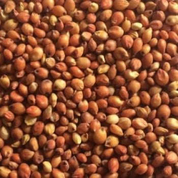 Red Sorghum
