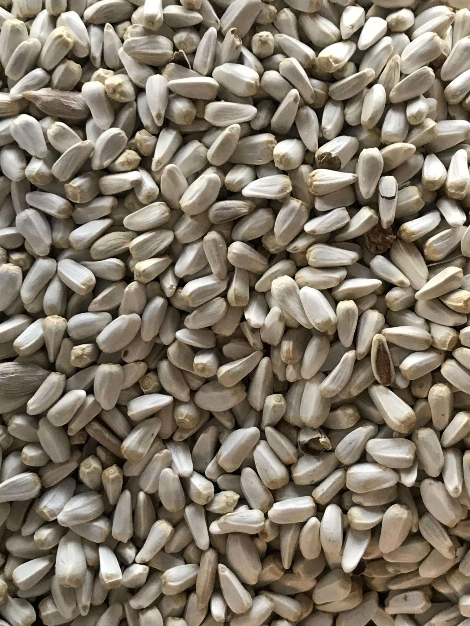 Safflower Seed