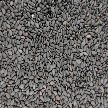 Sesame