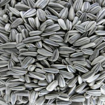 Striped Sunflower Seeds