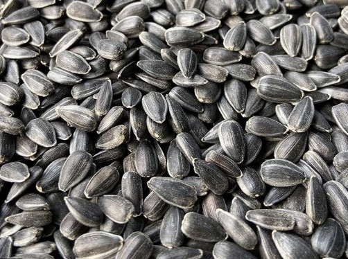 Sunflower Seed