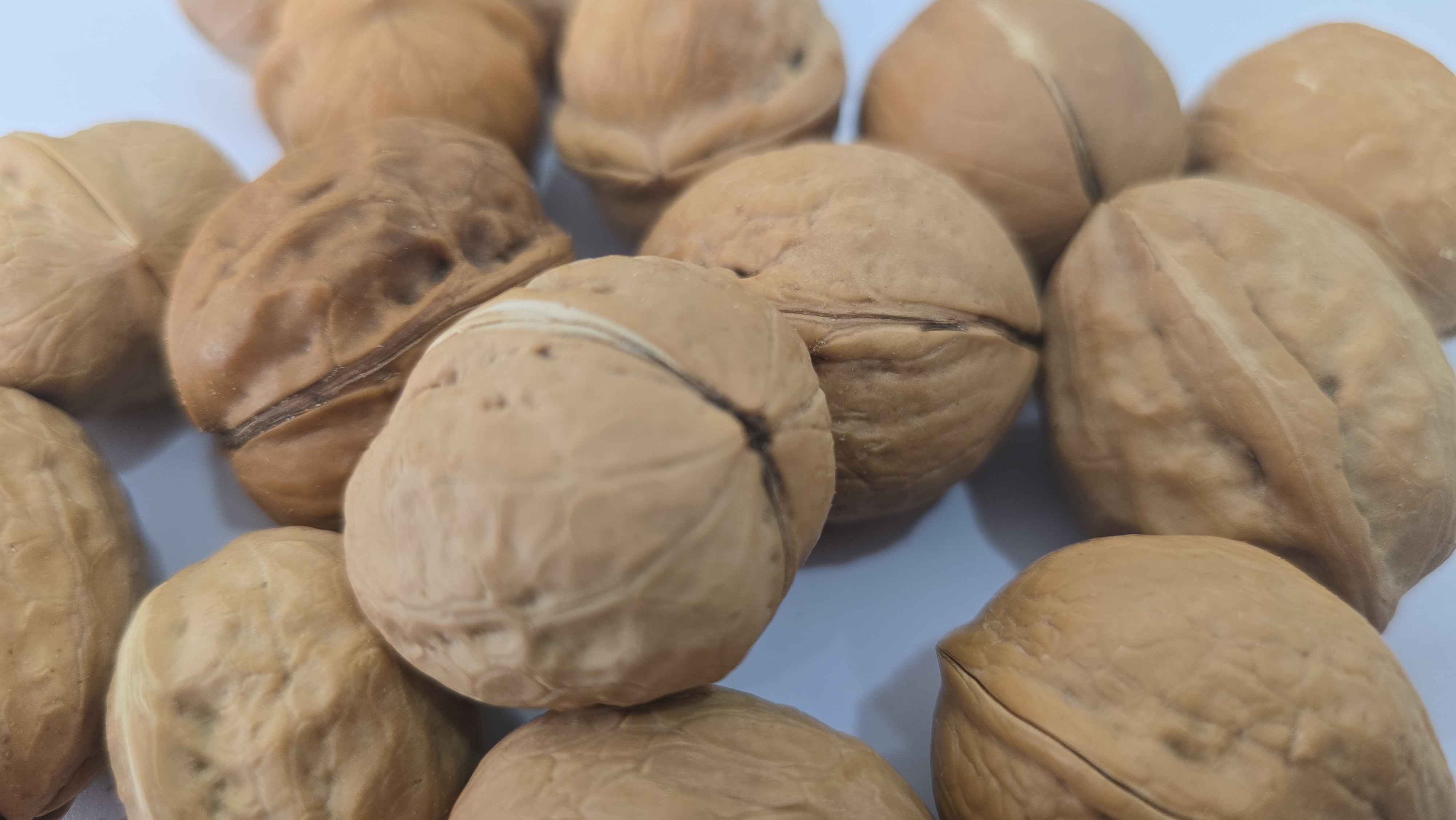 Walnut