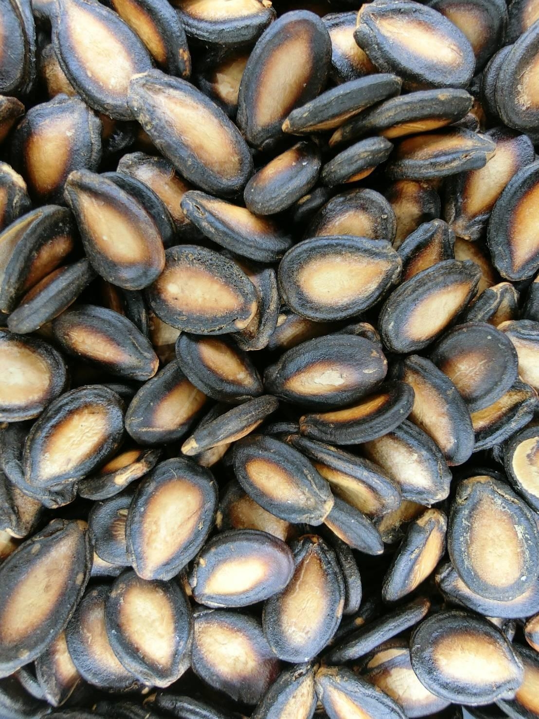 Watermelon Seed