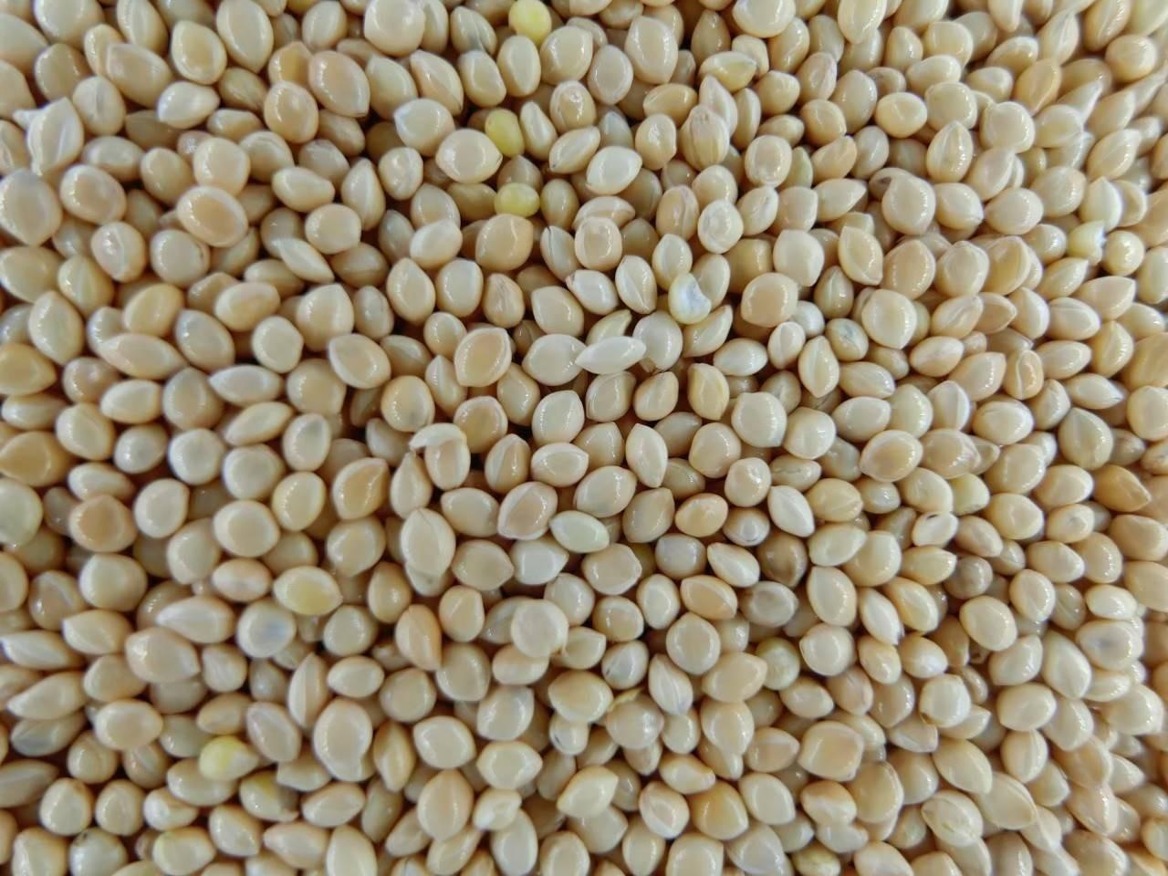 White Millet