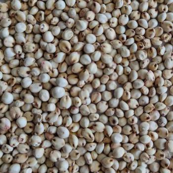 White Sorghum