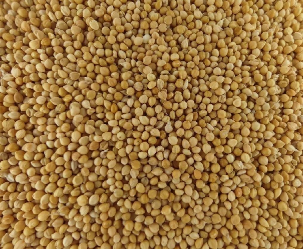 Yellow Millet in Husk