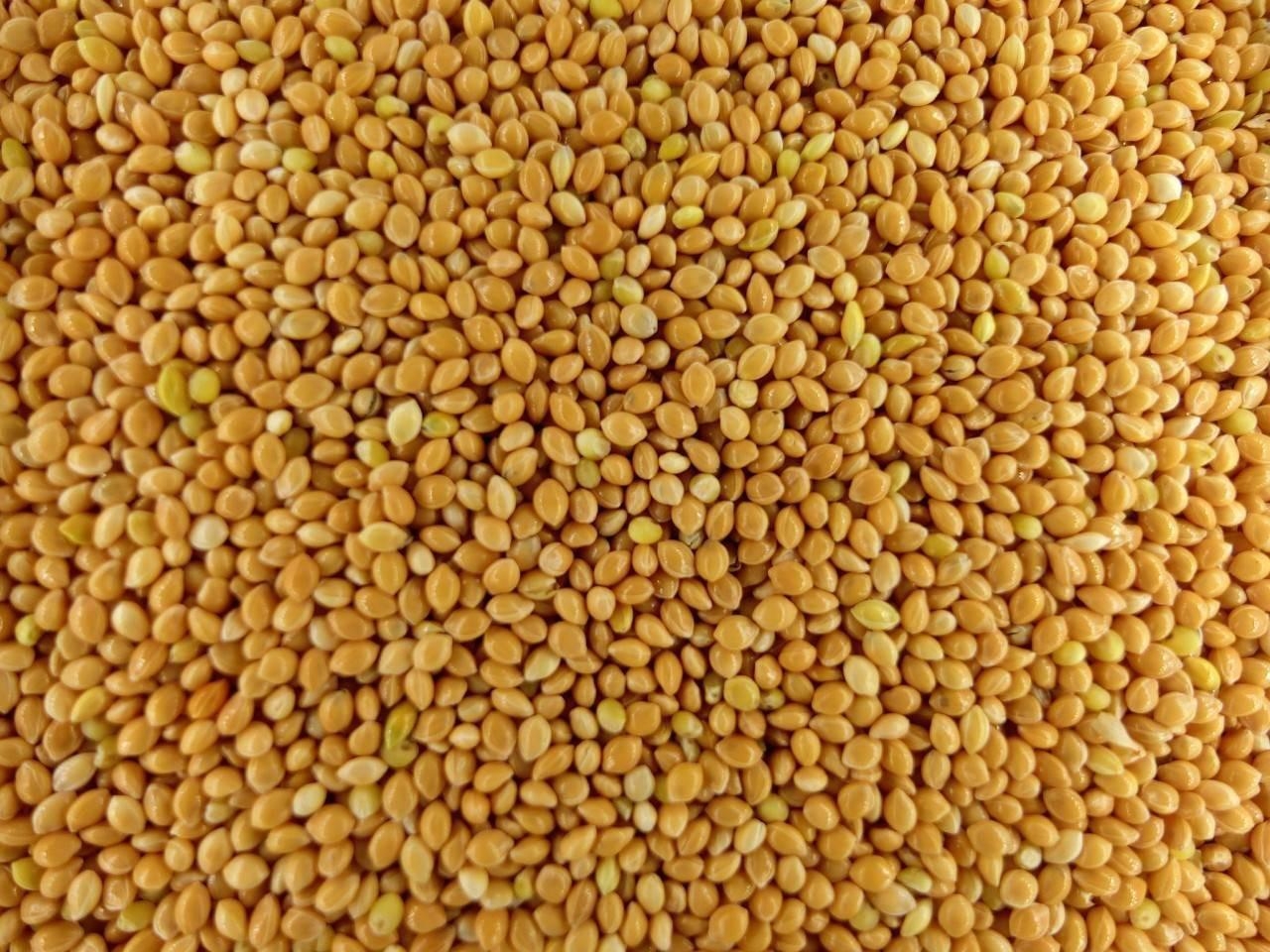 Yellow Millet