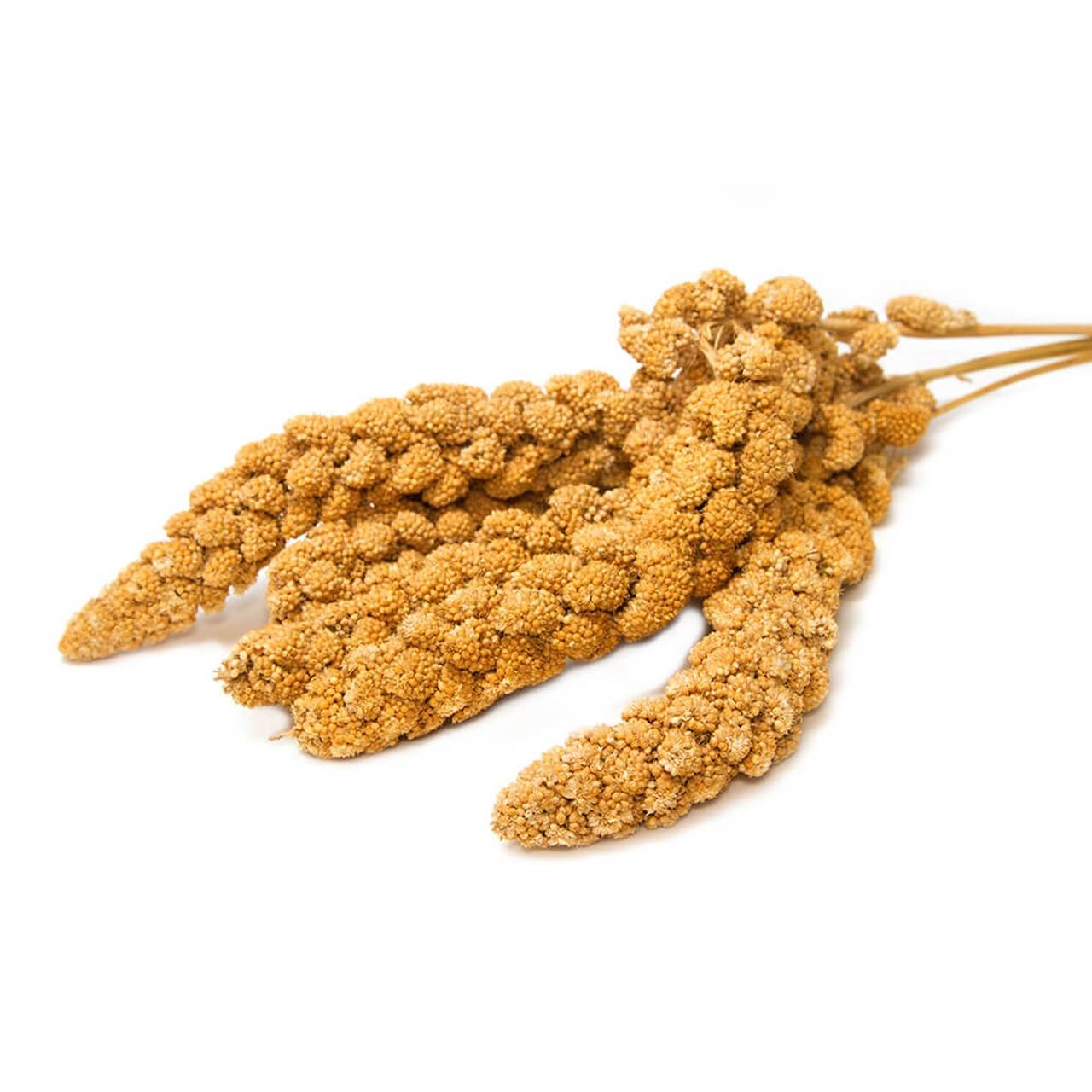 Yellow Millet Spray